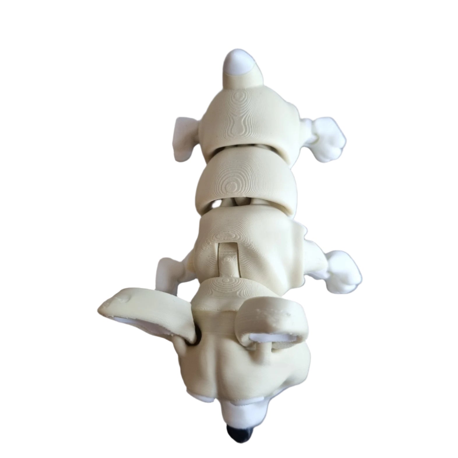 Rufus the Corgi top view