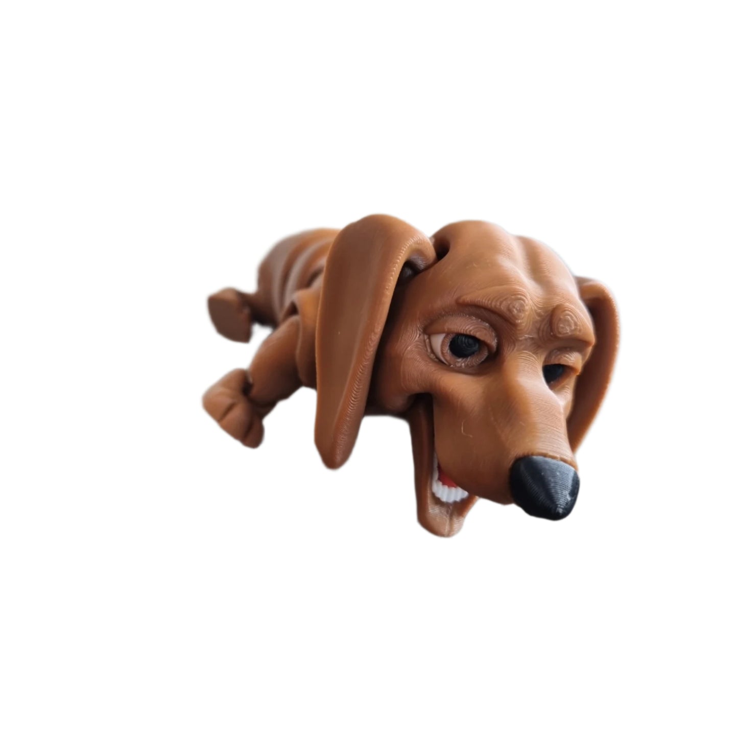 Winston the Dachshund front view