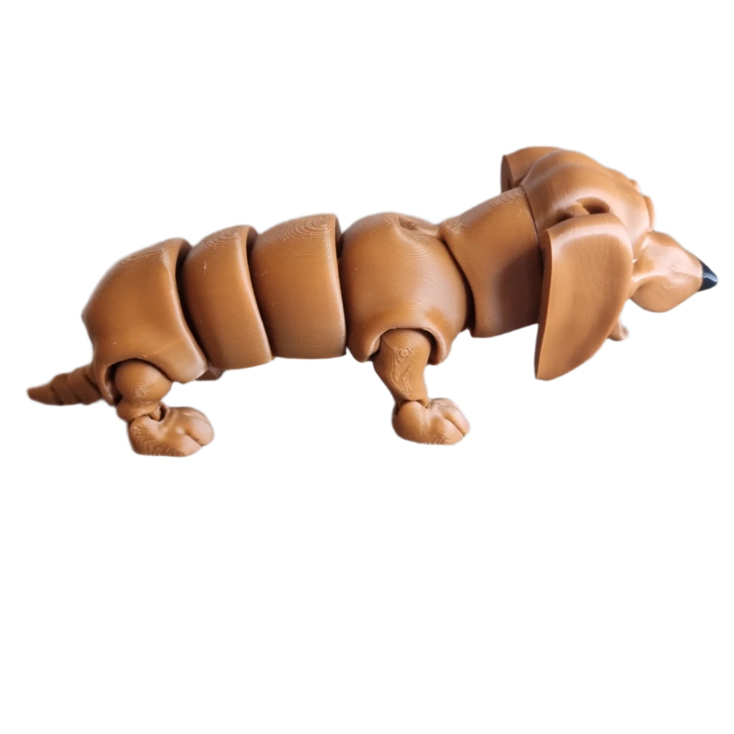 Winston the Dachshund side view