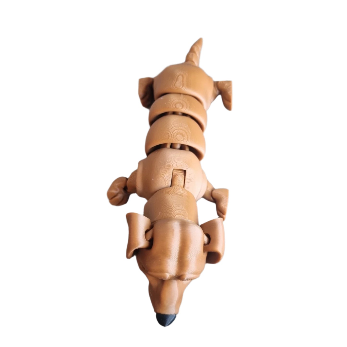 Winston the Dachshund top view